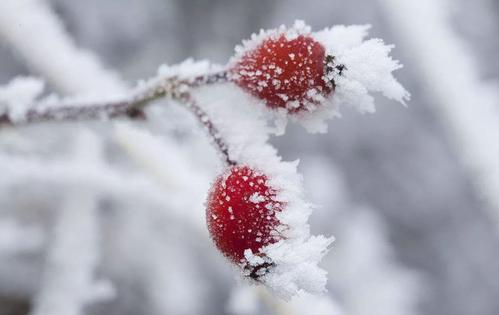 秋季最后一節(jié)令,霜降到